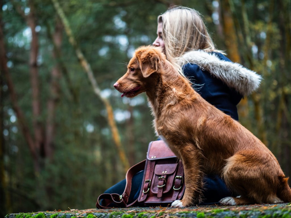 How To Train A Fearful Or Anxious Puppy?