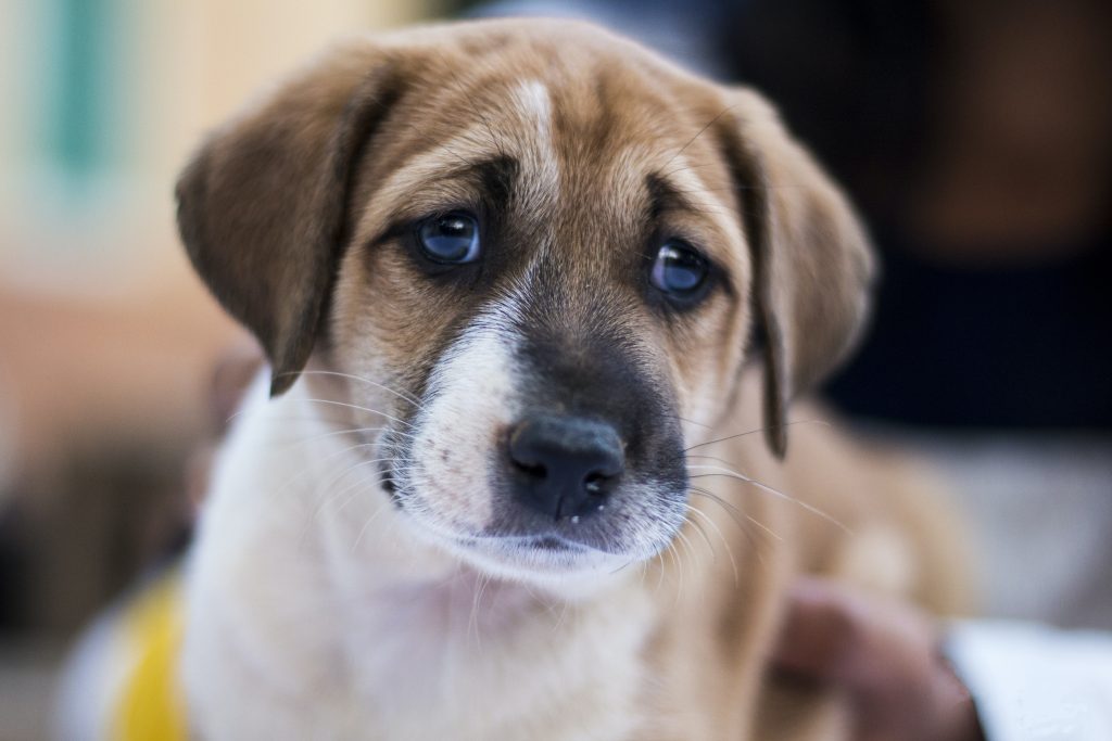 How To Train A Puppy To Walk On A Leash Without Pulling?