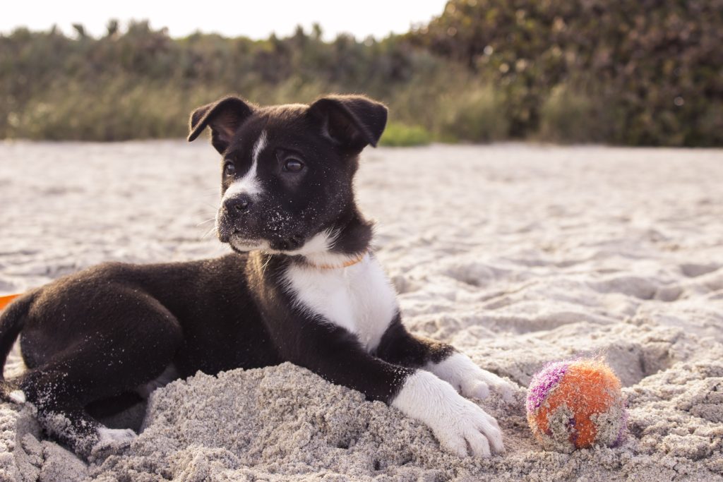 How To Train A Puppy To Walk On A Leash Without Pulling?