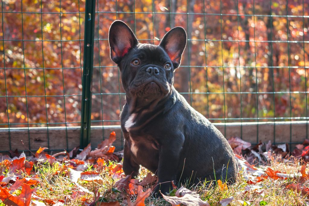 How To Train A Puppy To Walk On A Leash Without Pulling?