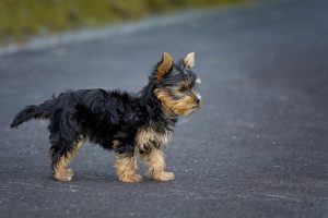 How to train a puppy to stop biting?