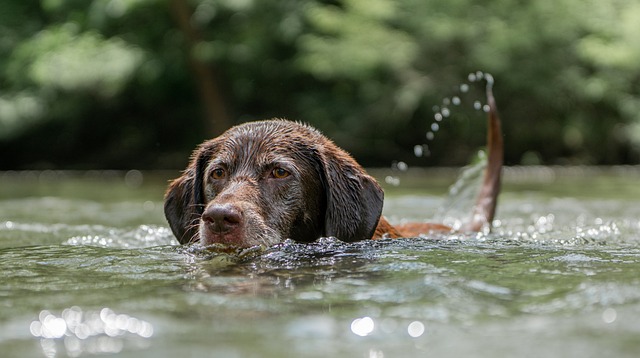 How To Get The Kids Involved In Training The New Dog