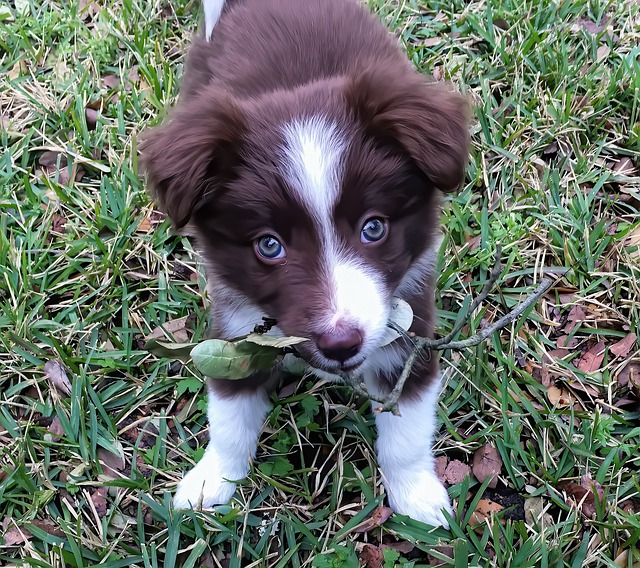 Tactics To Train Your Dog In No Time!