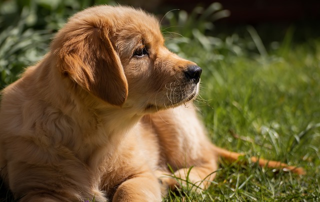 You Can Teach Your Dog To Obey Your Commands