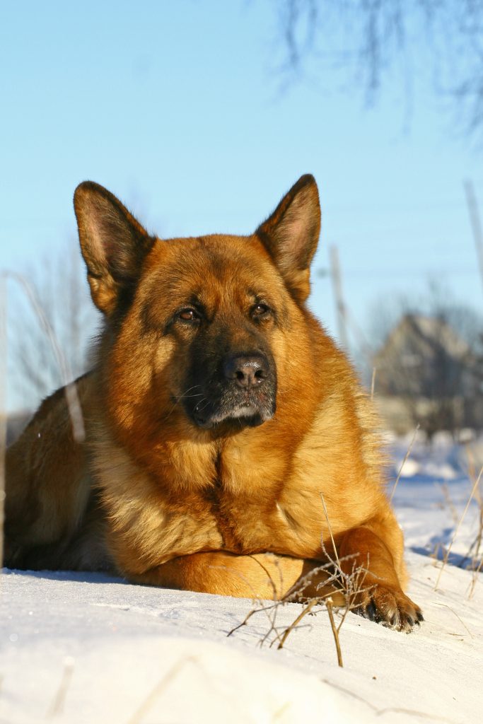 Can you train an older dog new tricks?
