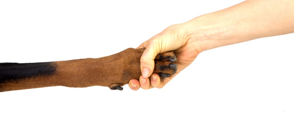 Why is positive reinforcement effective in puppy training?