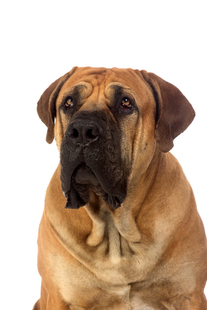 How can I potty train my puppy fast