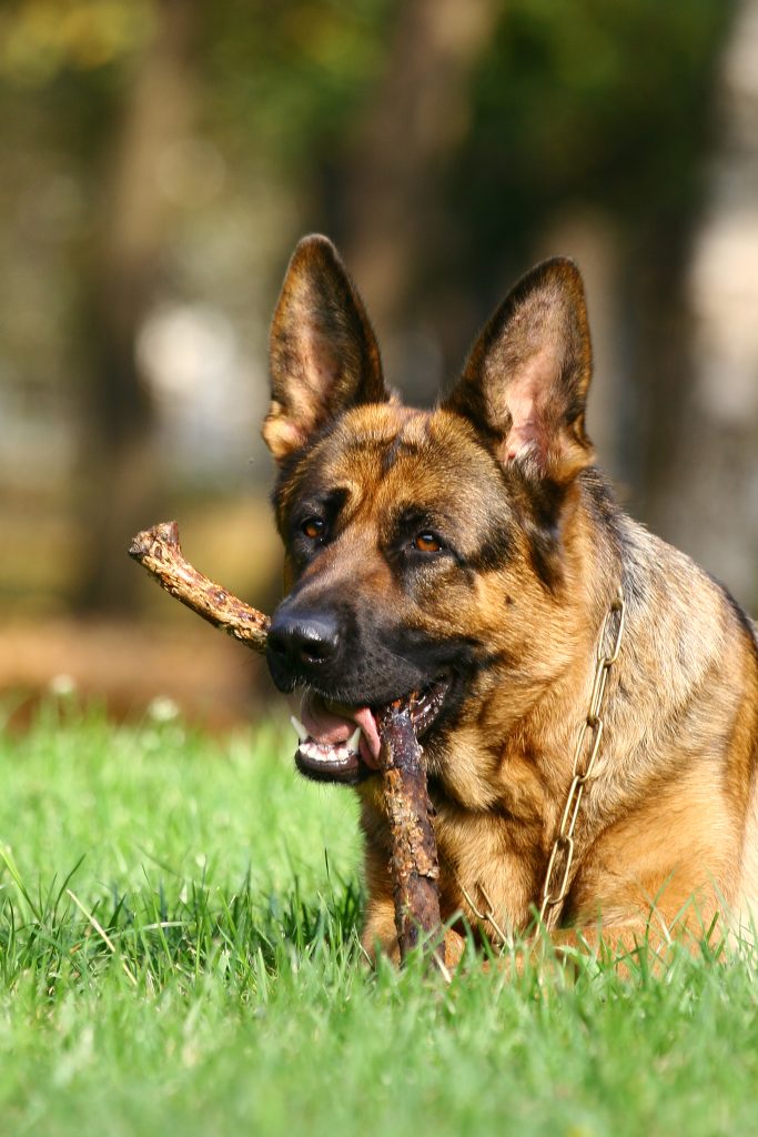 How to Train Your Dog in 7 Days or Less: The Fastest Way to Obedience explained