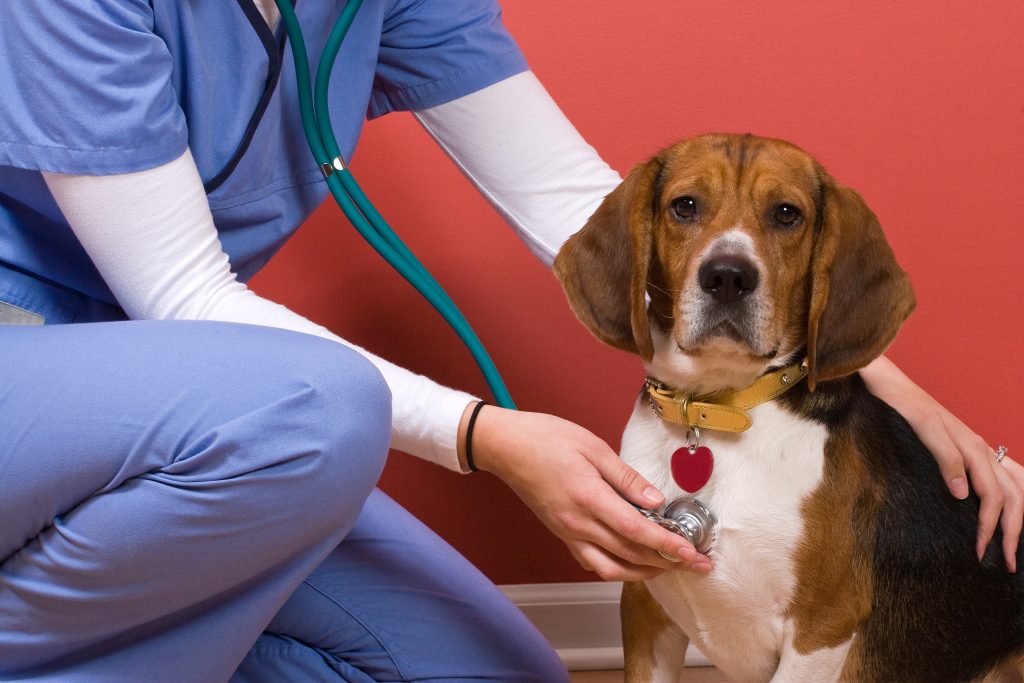 When should I start training my puppy and what is the best approach
