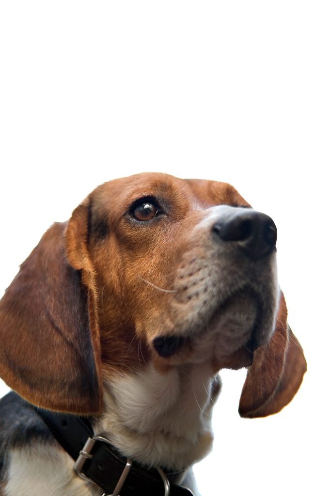 What are the best methods for potty training a puppy?