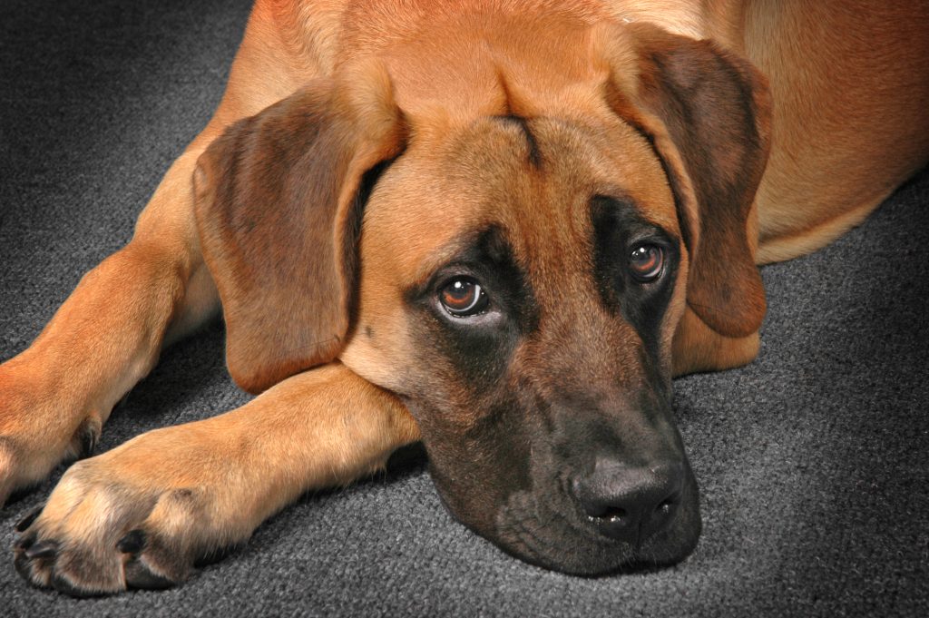 When should I start obedience training for my puppy