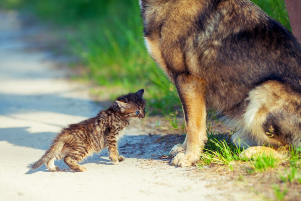 5 Easy Steps to Train Your Puppy and Make Them a Valuable Family Member explained