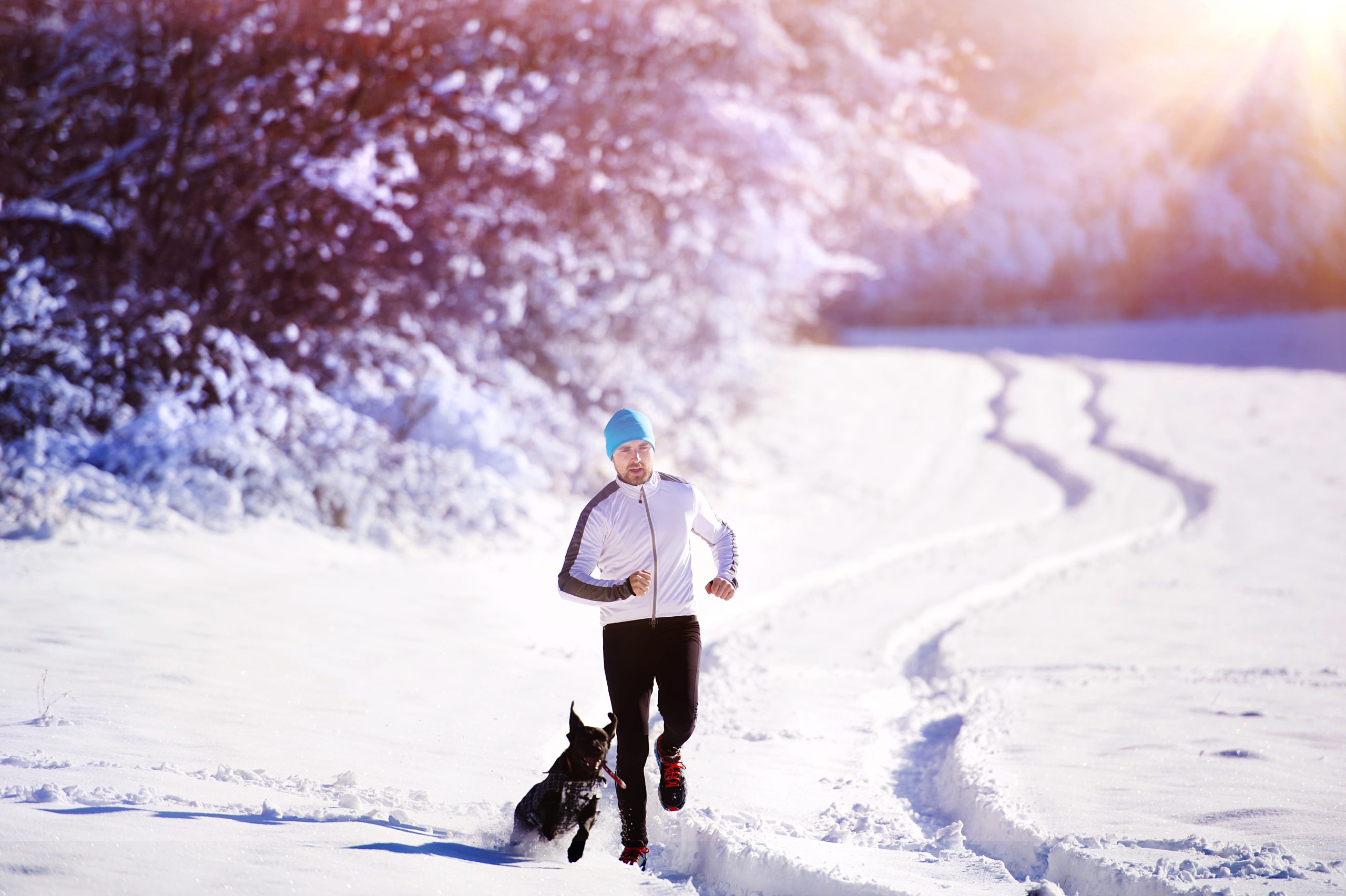 Mastering Obedience Training with Your Dog: The Best Techniques and Tips