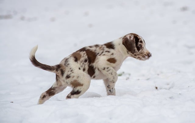 Having A Tough Time Training Your Dog