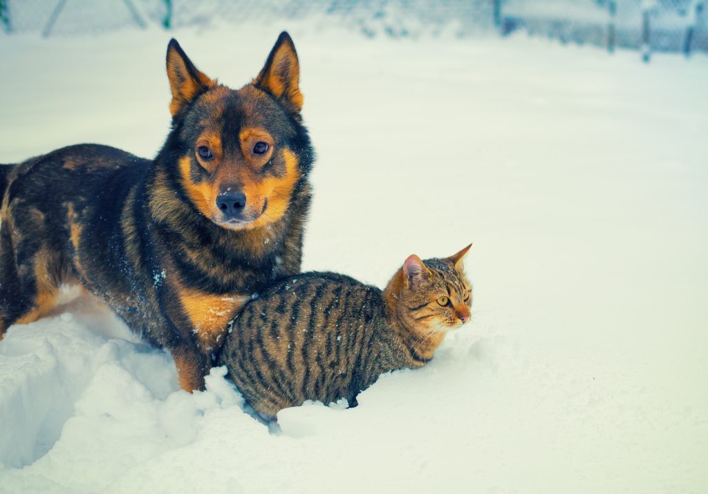 What are some effective ways to teach obedience to a young puppy?