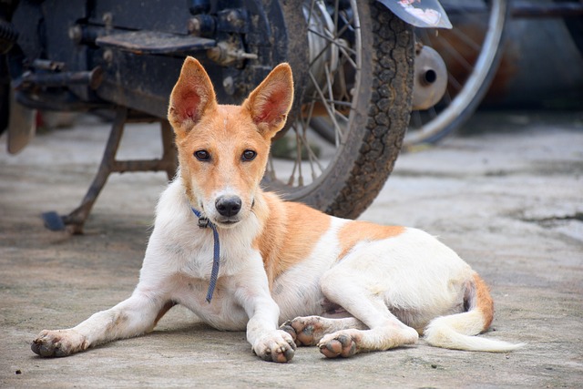 Puppy Training Made Easy With These Tips