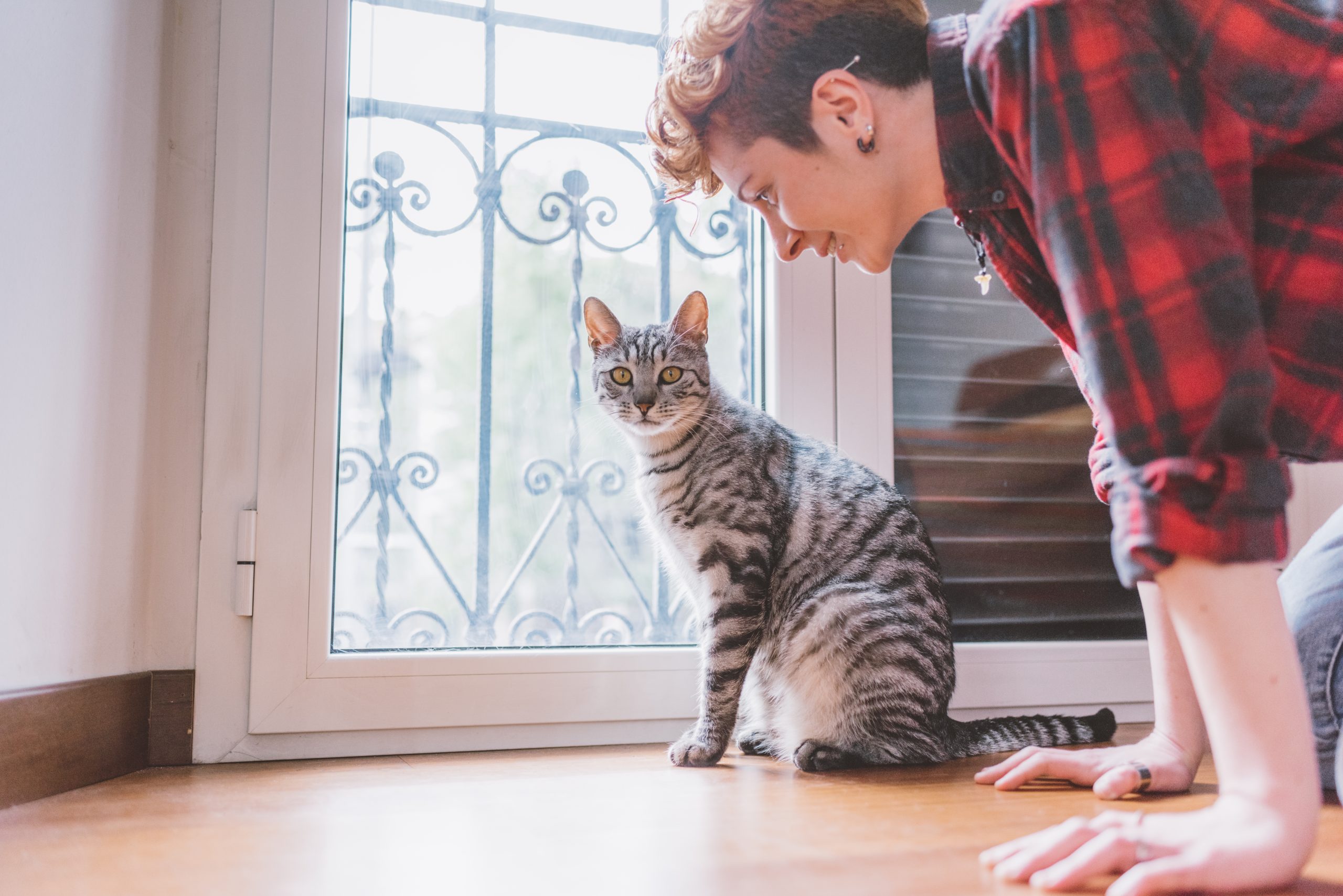 graphicstock cute scene between a woman and her european cat indoor in her house owner love affection concept HaQH9xty scaled