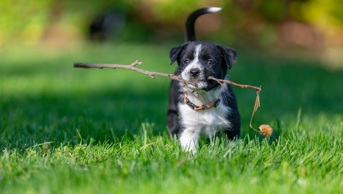 What Are Common Mistakes To Avoid During Potty Training? — Puppying a Potty Training