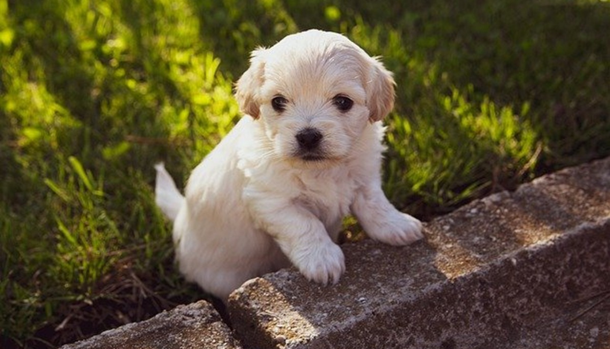 What Age Is Best To Start Training A Puppy? — Training Puppy