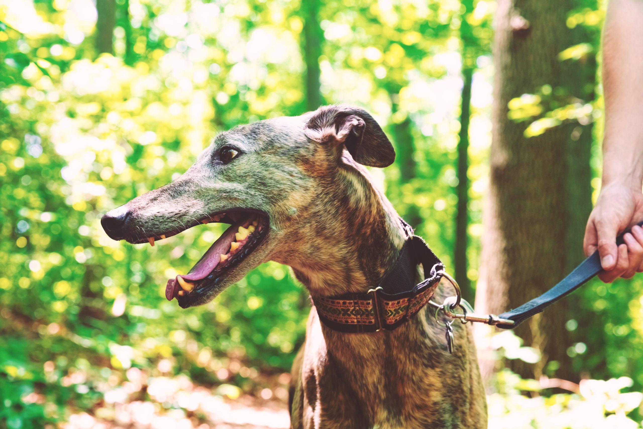 5 easy steps to train your puppy in picture