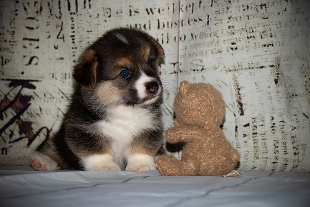 Can i start obedience training with my puppy