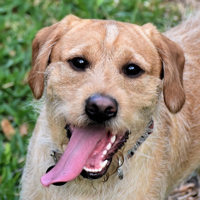 Does your dog need to learn his manners