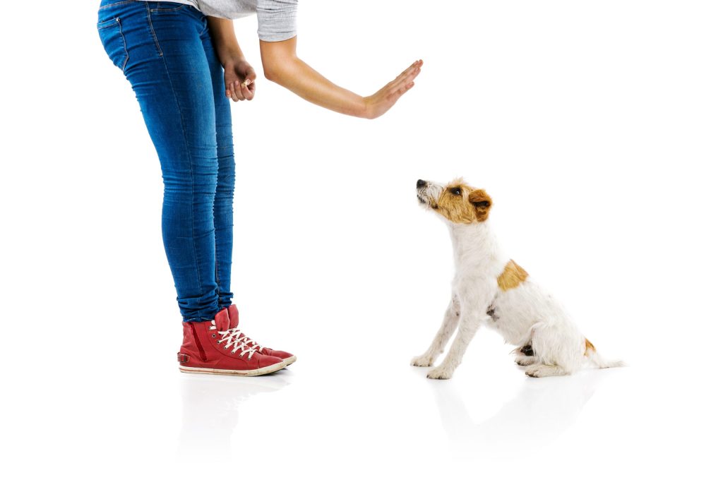 What are the best methods for training a puppy to be obedient