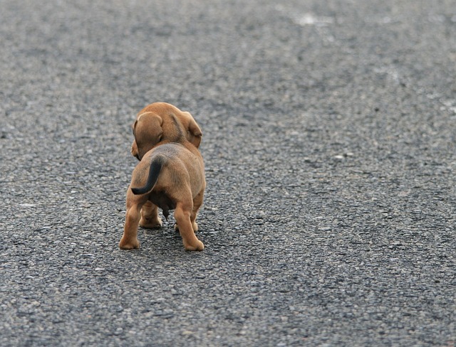 Get your dog to behave with these simple illustration