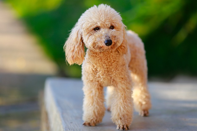 Good dogs are the result of consistent training illustration