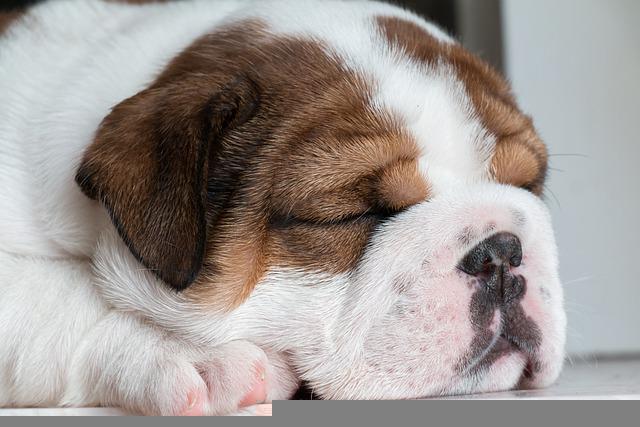 Great tips that can help you train your