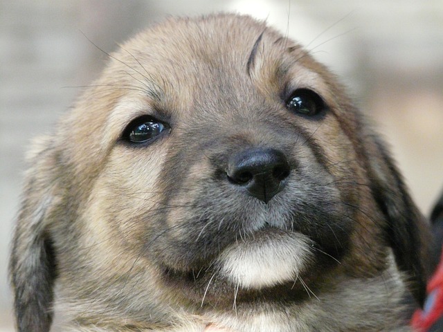 Hitting and spanking a dog, the wrong way