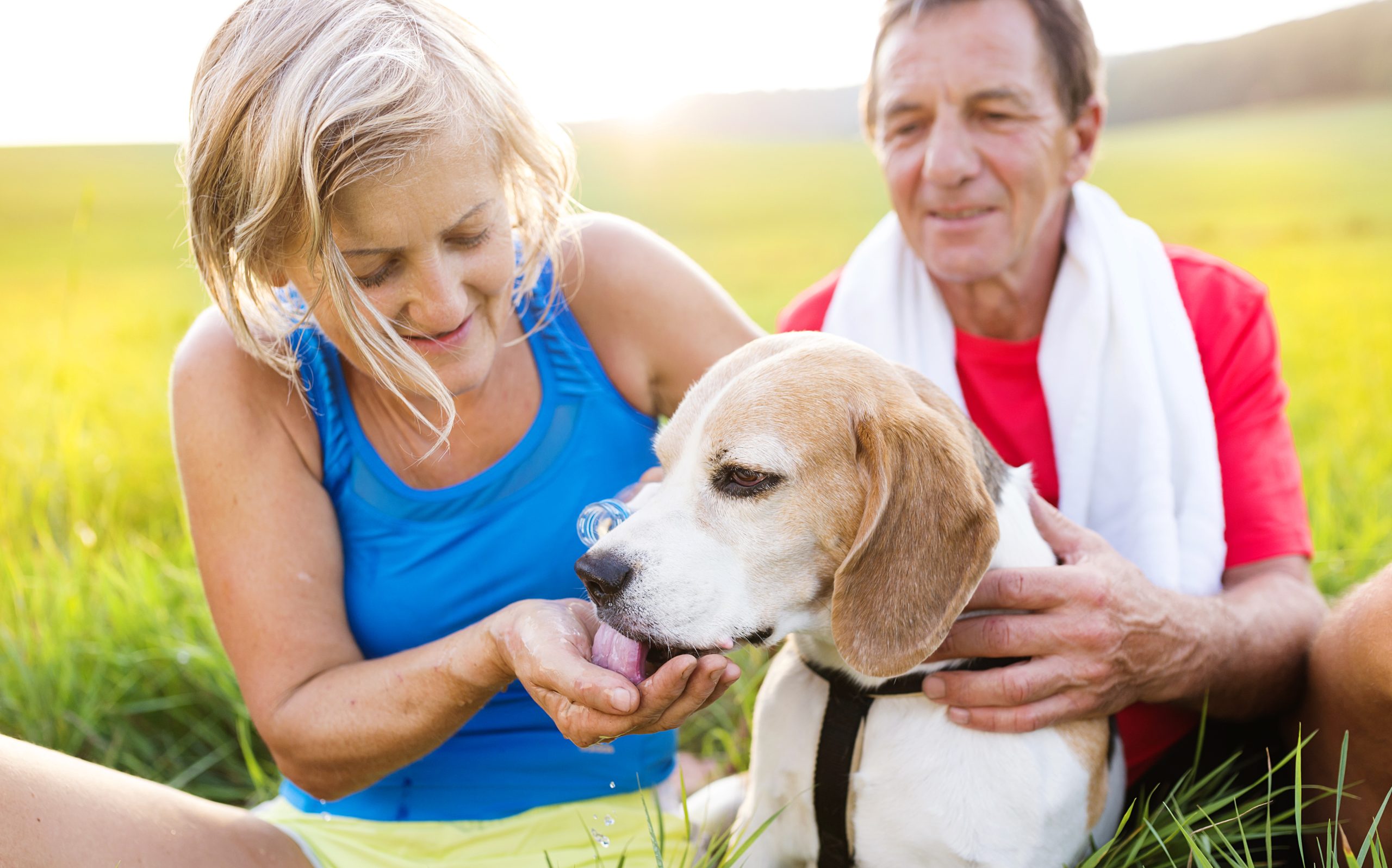 How to Choose the Best Obedience Training for Your Dog: The Key Factors to Consider explained How to choose the best obedience training for visual