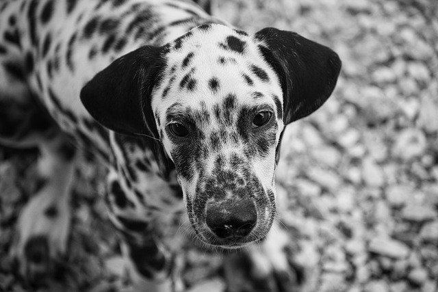 How to stop your dog from barking and