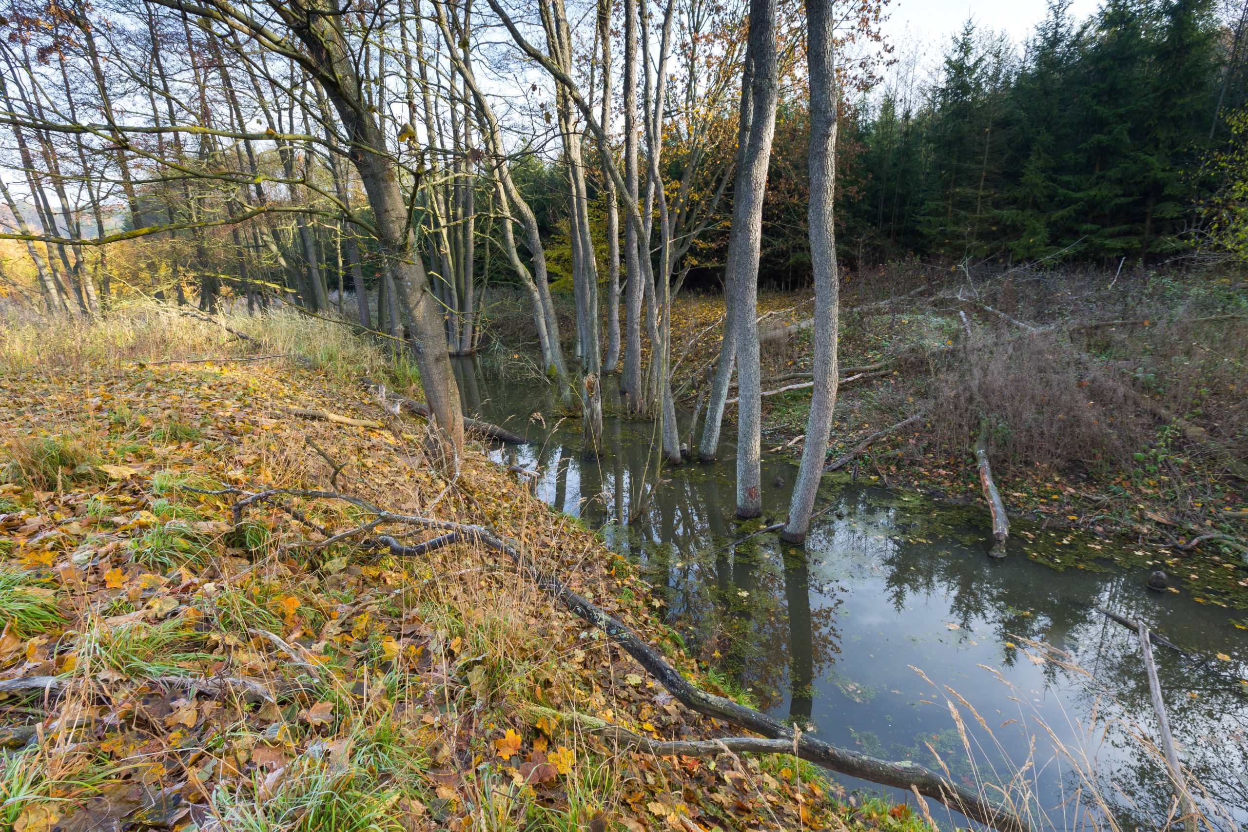 How to Teach Your Puppy Basic Commands and Obedience explained How to teach your puppy basic commands and image