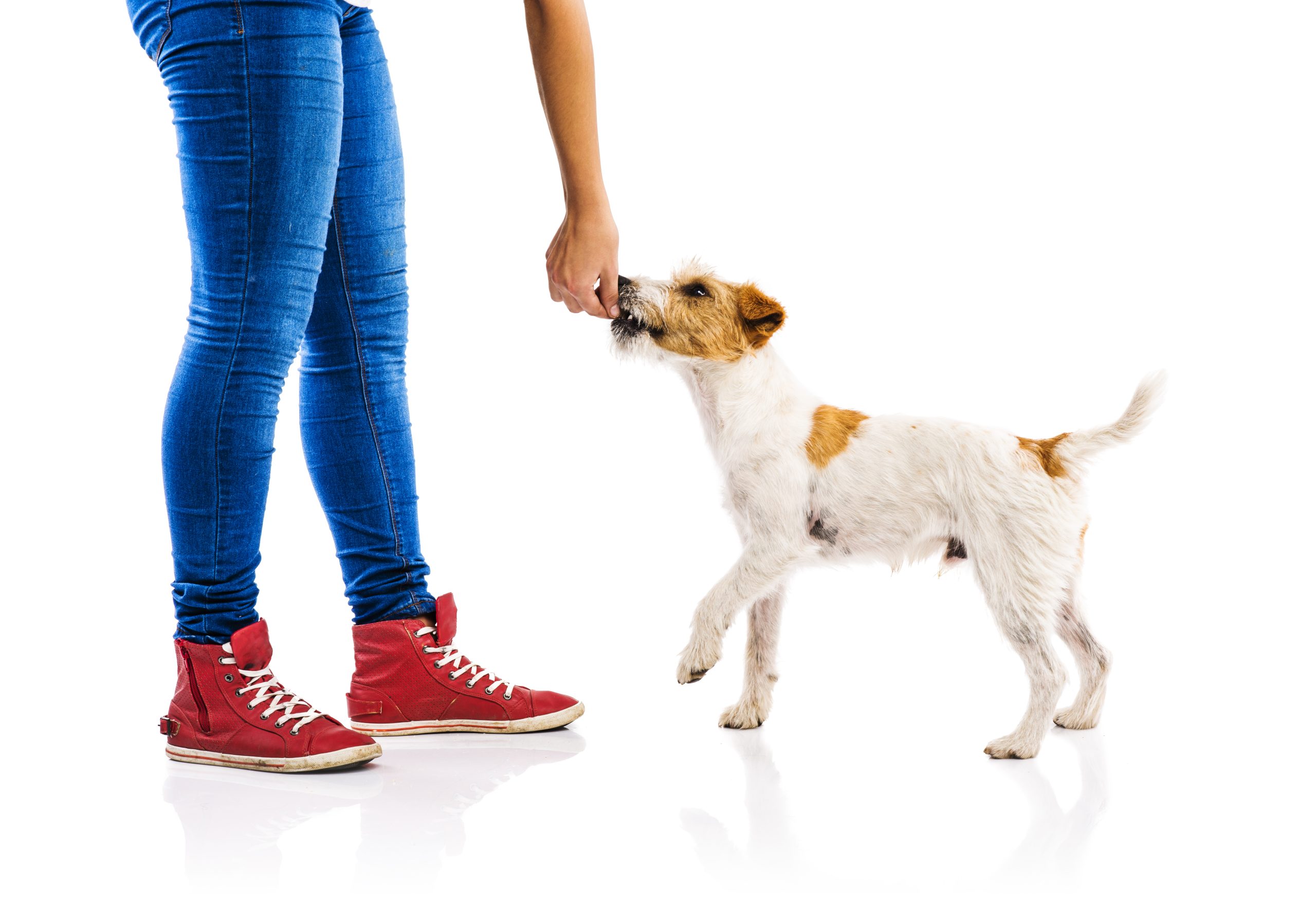 How to train your dog in 7 days photo