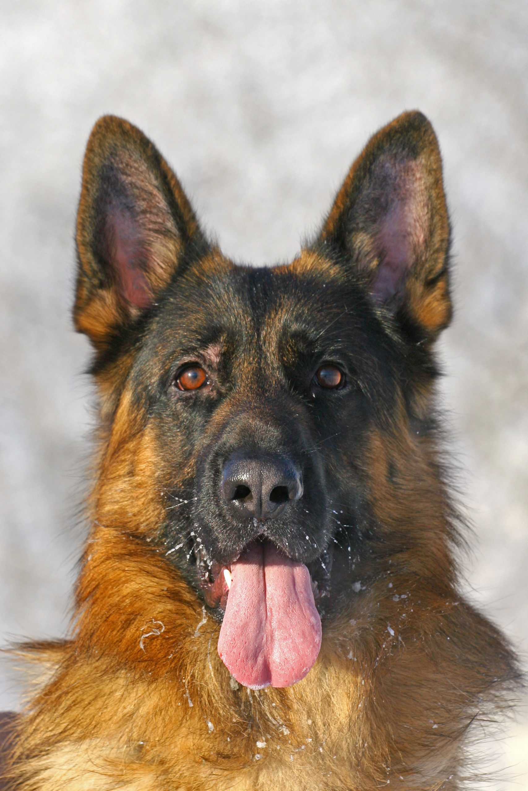 How to train your dog in 7 days illustration