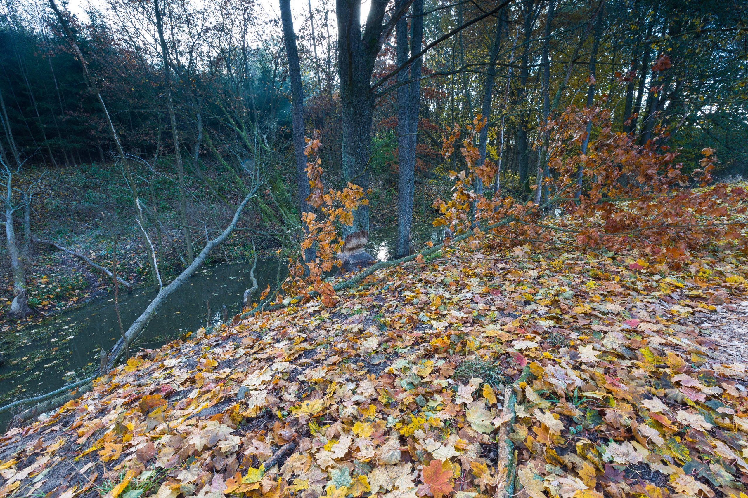 How to train your puppy in 7 days