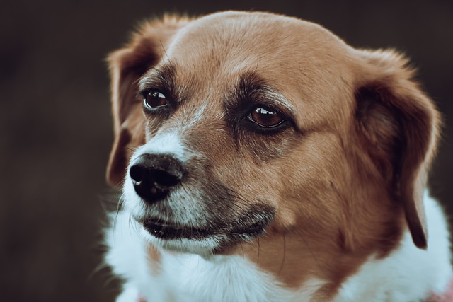 Is your dog running your home? get help photo