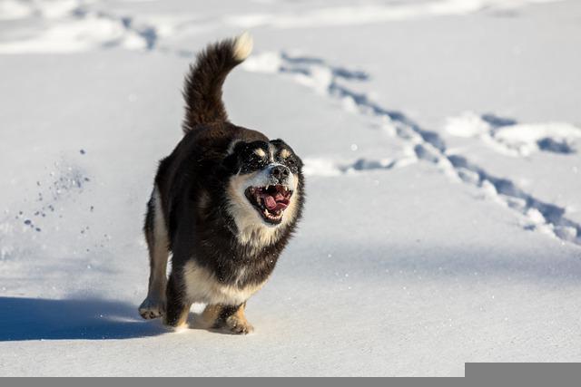 It is important to teach your dog the