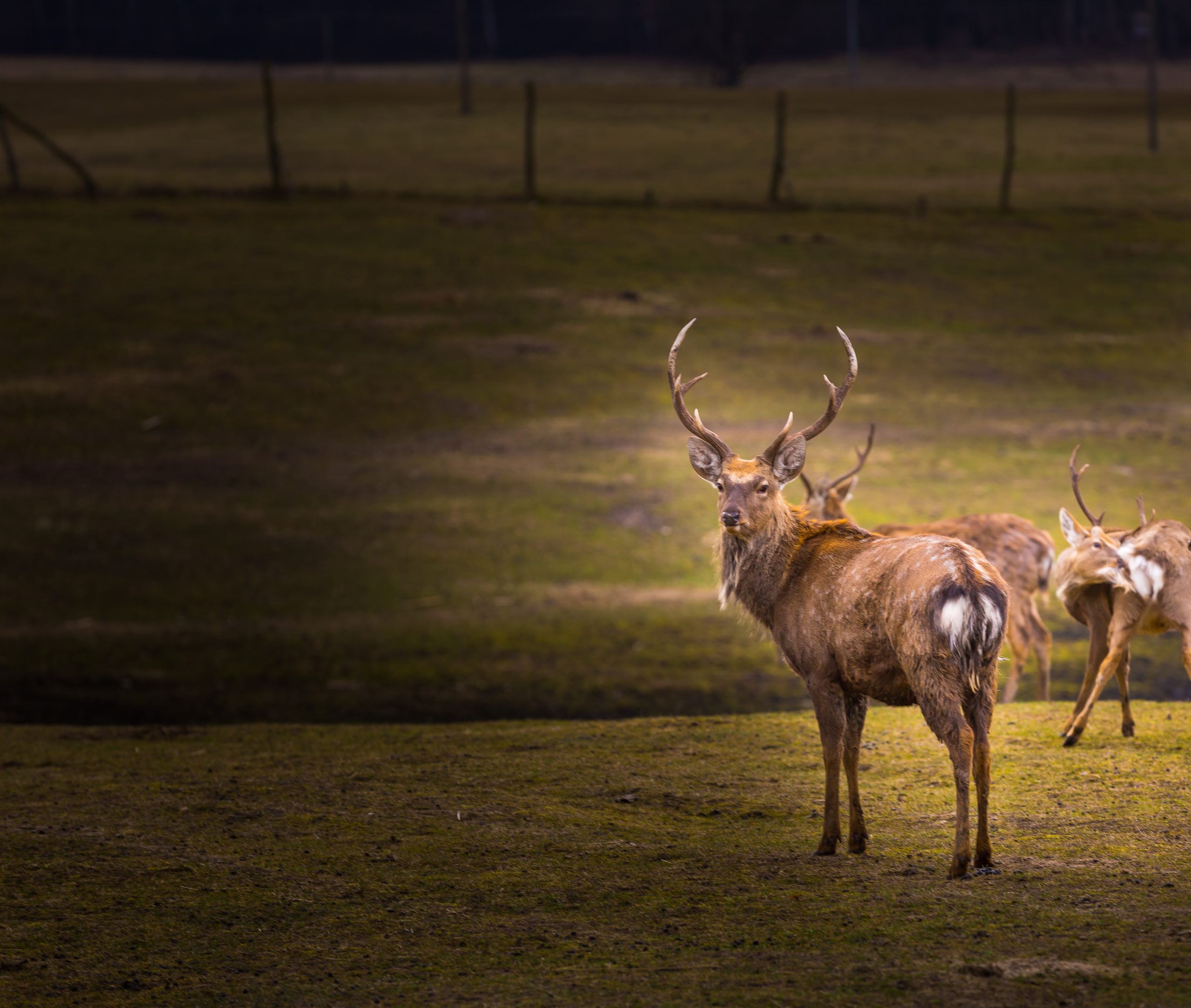 Mastering obedience training with your dog: the best