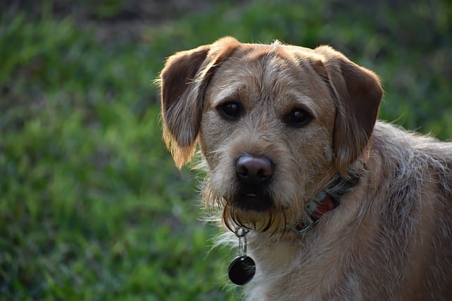 Positive techniques to train a happy dog image