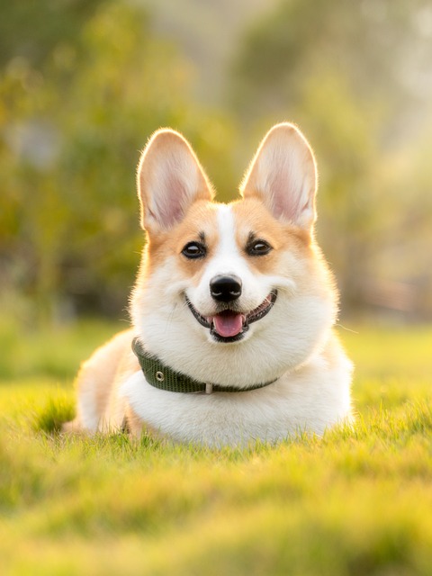 Sucessful puppy training, the basic way to start. picture