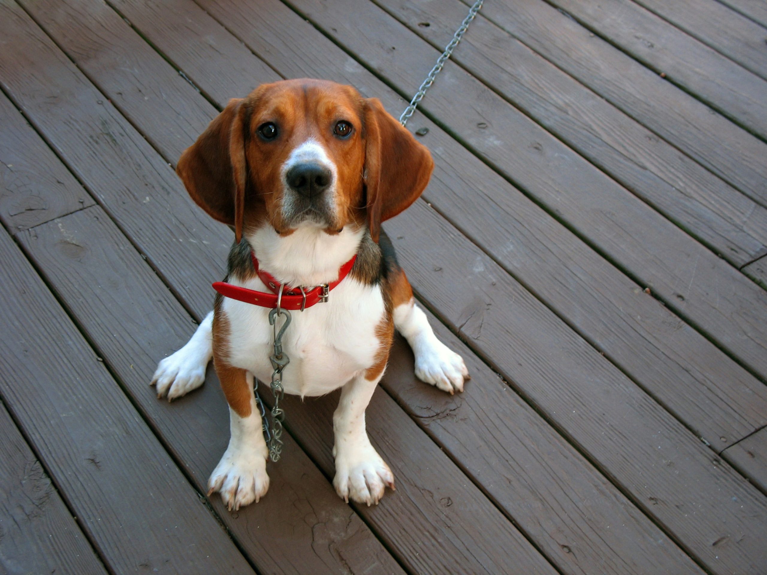 The best puppy training methods for every age
