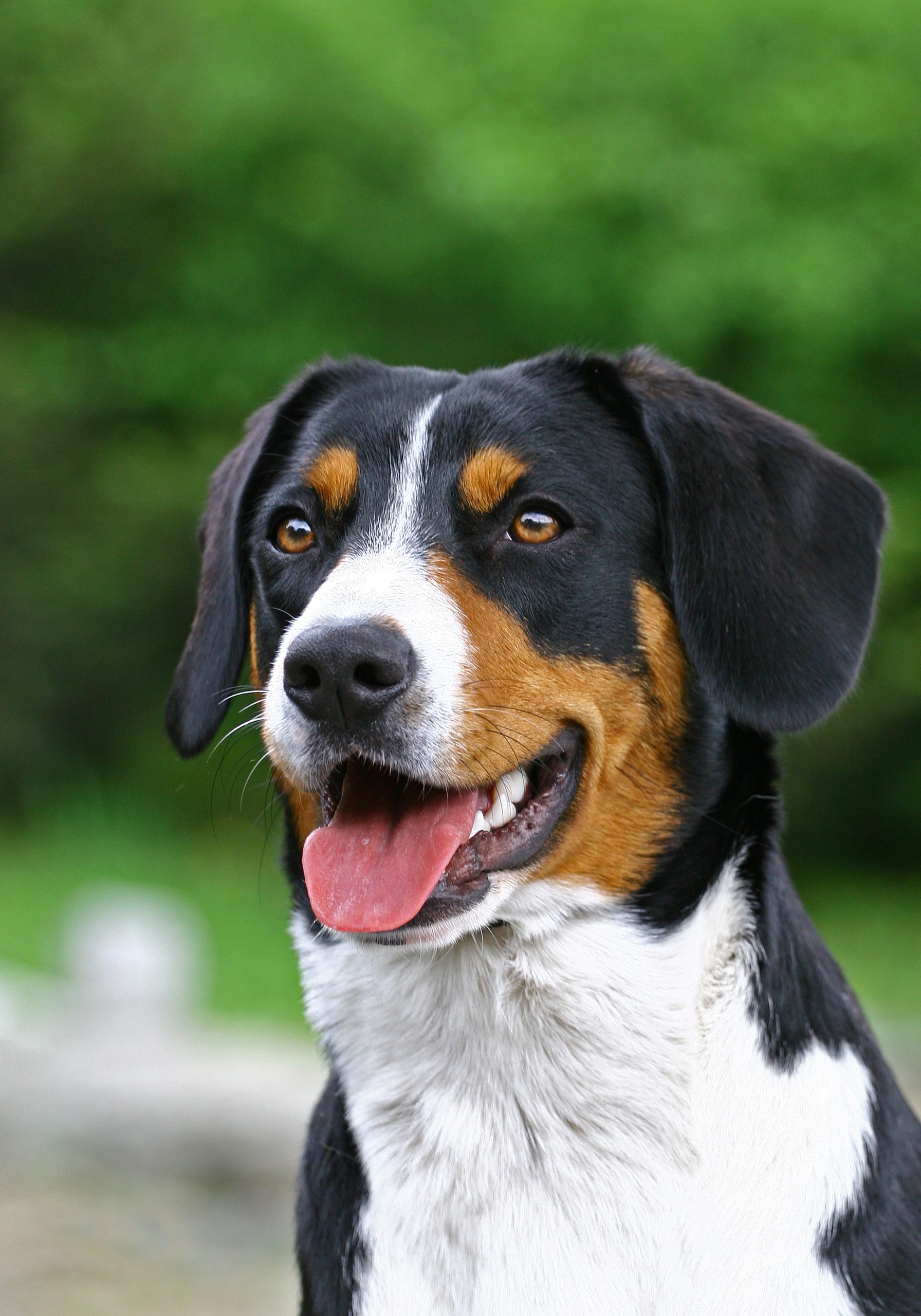 The ultimate guide to housebreaking your new puppy image