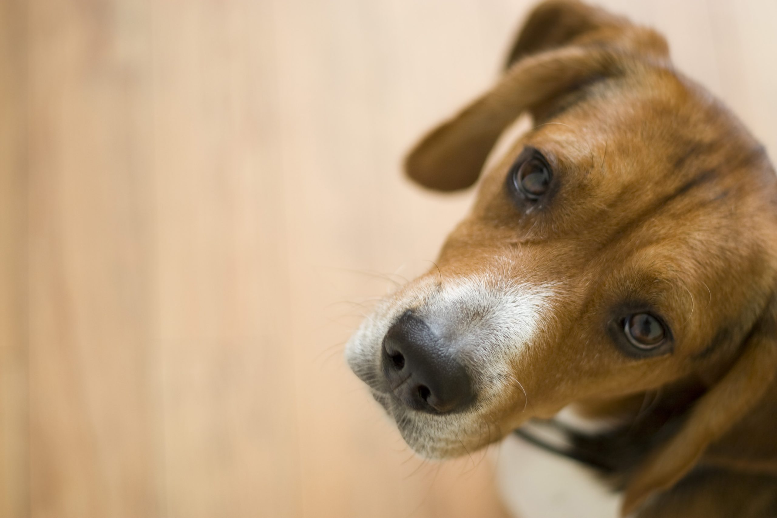 Tips for dog training your puppy