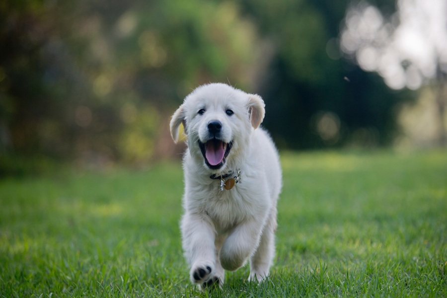 How Long Does It Usually Take To Train A Puppy? — Training a Puppy