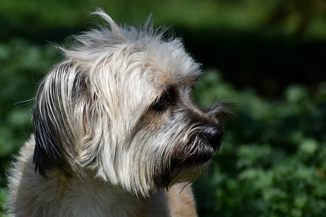 Train that pup in no time flat photo