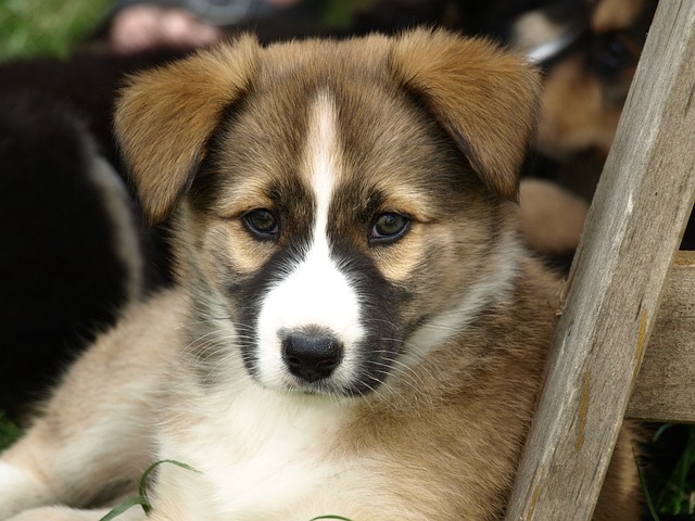 Training puppy guide visual