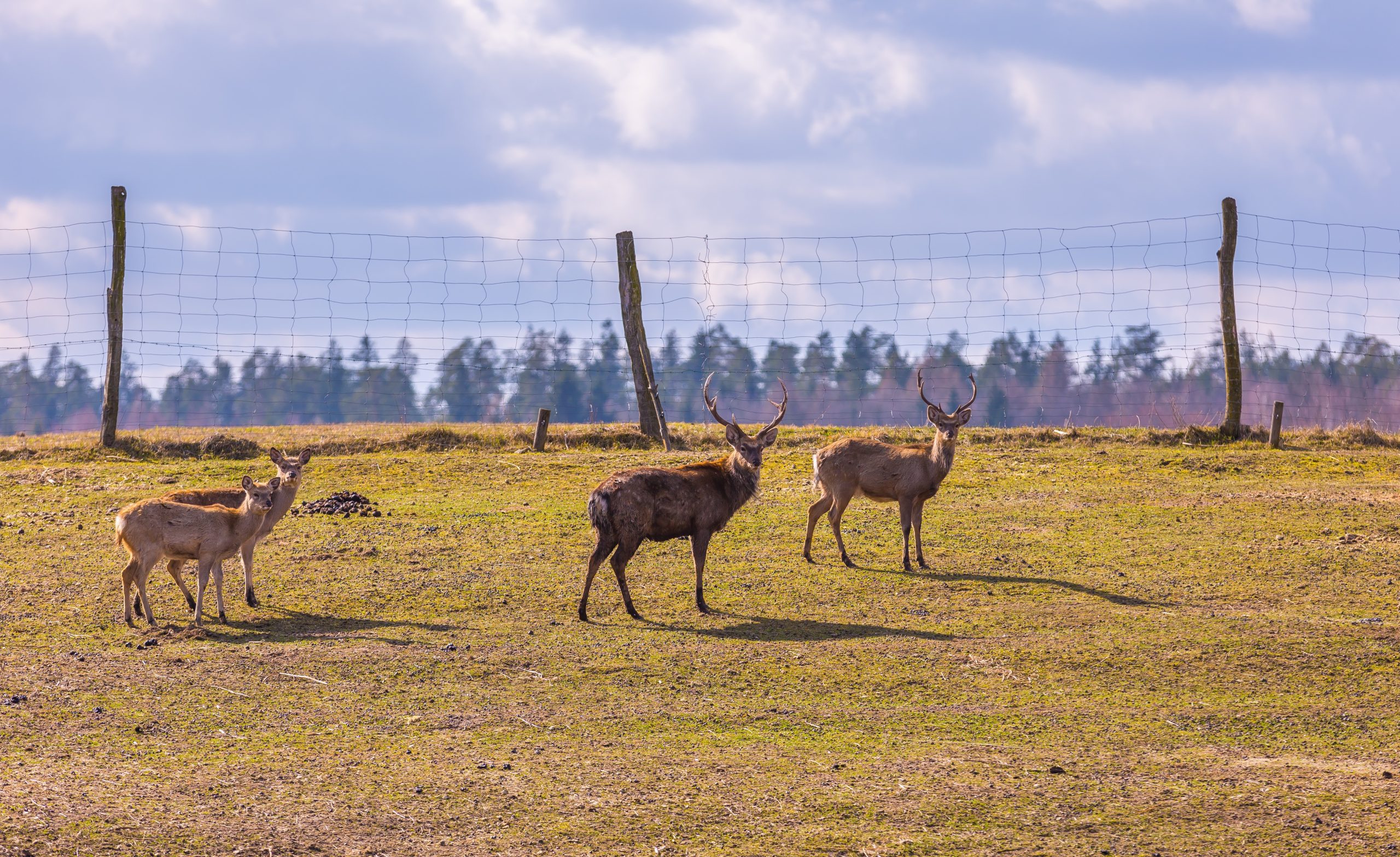 Training your puppy with positive reinforcement: the key