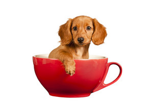 When should i start obedience training with my